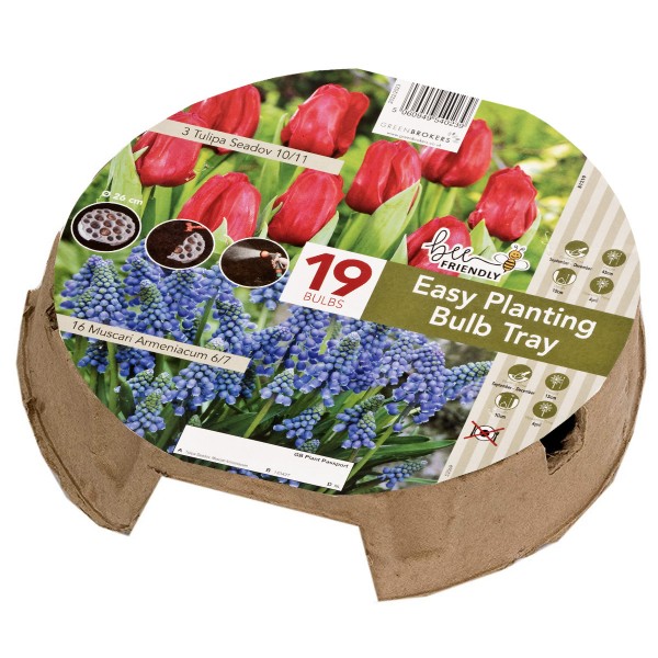 Easy Planting Tray Tulip & Muscari Red & Purple (19 Bulbs) Bee Friendly