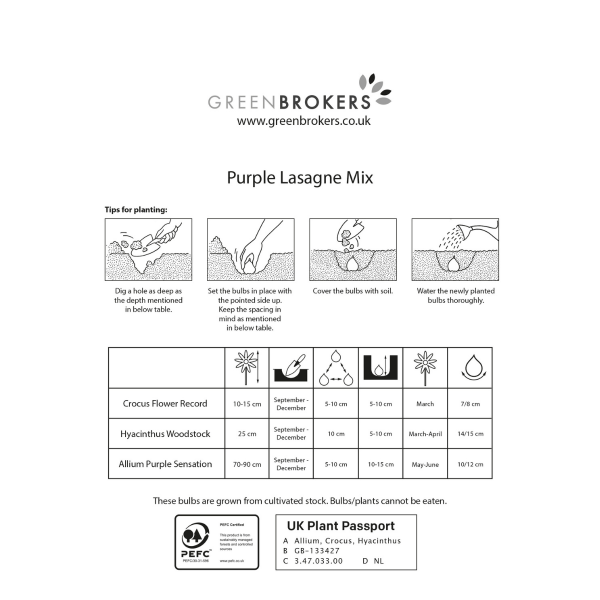 GreenBrokers Purple Lasagne Bulb Mix – 30 Spring Bulbs, Bee-Friendly B1202