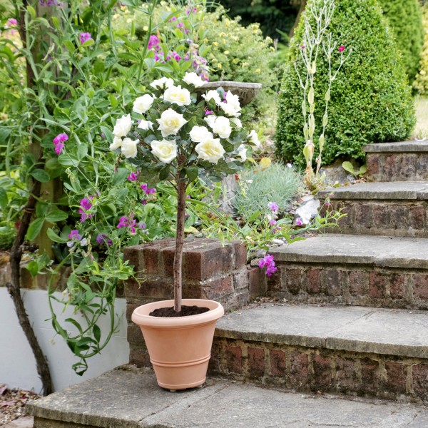 Artificial White Rose Tree 25 Flowers 90cm/3ft