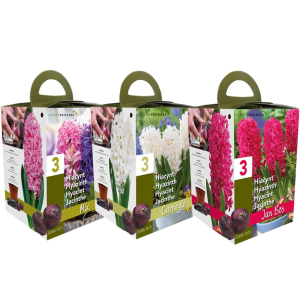 GreenBrokers Hyacinth Gift Box – 3 Mixed Bulbs, Pot & Compost, Bee-Friendly B1378