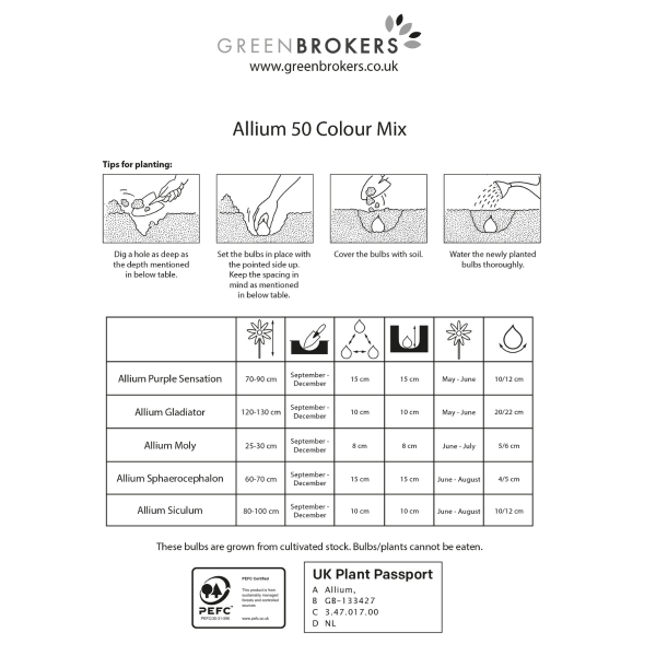 GreenBrokers Allium Bulb Collection – 50 Spring Dutch Bulbs, Bee-Friendly Mix B1218