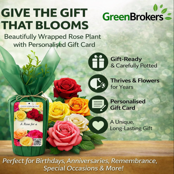 Beautiful Gift Rose - “A Rose for Your Loved One at Peace” - Gift Wrapped - 3L Potted - Five Colour Choices 