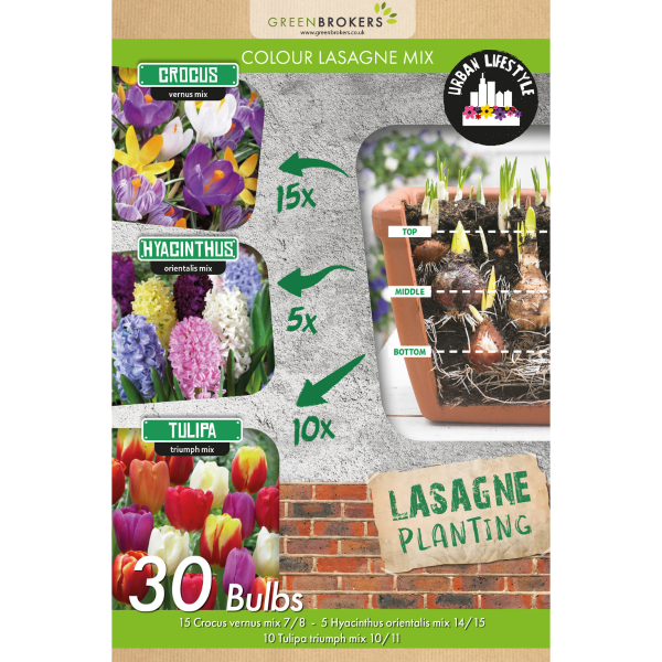 GreenBrokers Colour Lasagne Mix Bulbs - 30 Dutch Bulbs, Layered Eco Gift Bag B1176