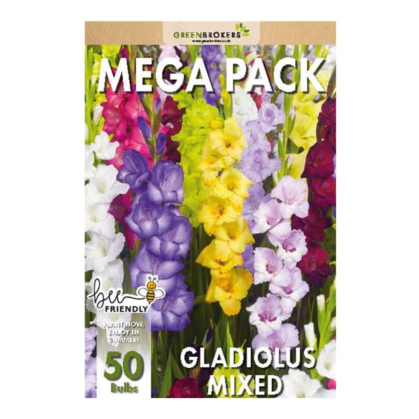 Big Buy MEGA Summer Pack Gladioli Mixed Colours (50 Bulbs)