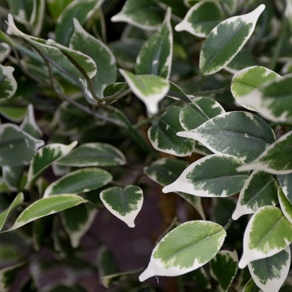 Artificial Variegated Ficus Tree Potted Plant 100cm