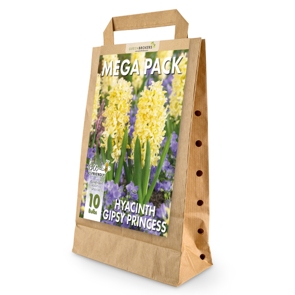 GreenBrokers Yellow Hyacinth Bulbs – Gipsy Princess (10 Pack), Bee-Friendly B1375