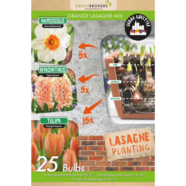 GreenBrokers Orange Lasagne Bulb Mix – 25 Spring Bulbs, Bee-Friendly - B1175