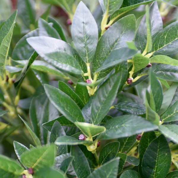 Artificial Bay Tree 152cm/5ft