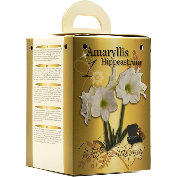 GreenBrokers White Amaryllis Gift Kit – Bulb, Pot & Compost B1224