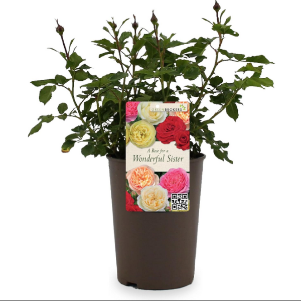 Beautiful Gift Rose – “A Rose for a Wonderful Sister” - Gift Wrapped - 3L Potted - Five Colour Choices 