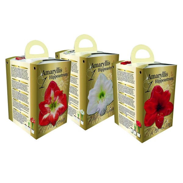 Flowering Red & White Amaryllis Gift Box includes Potting Compost OUT OF STOCK