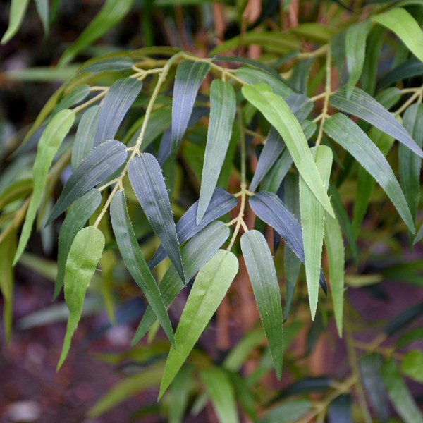 Artificial Bamboo Tree in Pot 160cm