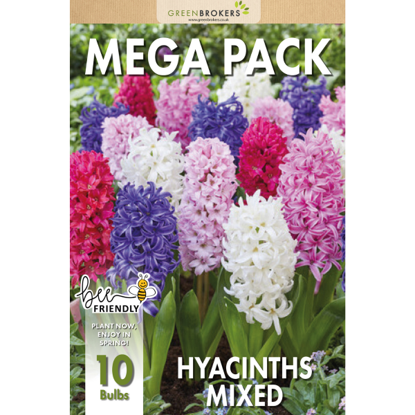 GreenBrokers Big Value Hyacinth Bulb Pack – 10 Mixed Premium Dutch Bulbs B1091