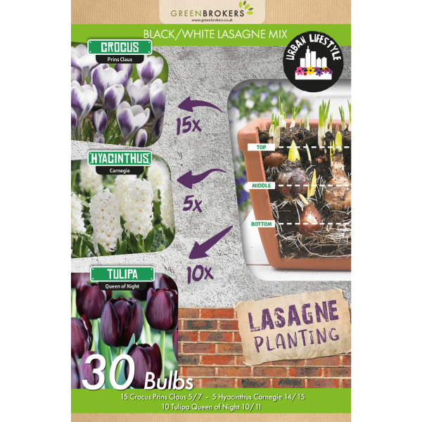 GreenBrokers Black/White Lasagne Mix – 30 Spring Bulbs, Bee-Friendly B1177