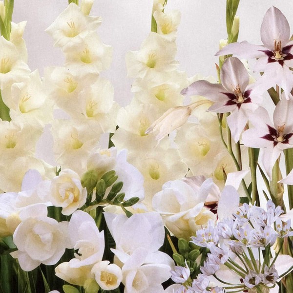 Pack of 50 GreenBrokers White Colour Collection Summer Flowering Bulbs