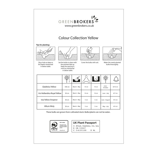 Yellow Colour Collection Summer Flowering Bulbs (50 Bulbs) - GB1310