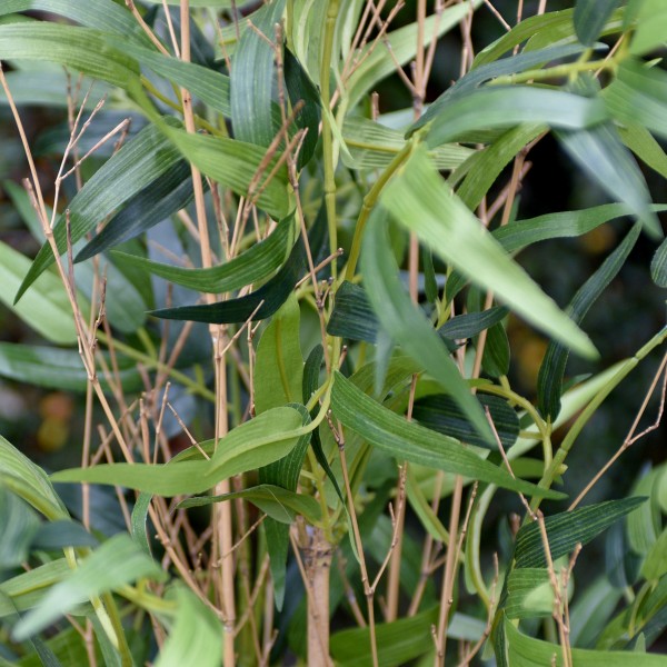 Artificial Bamboo Tree in Pot 140cm