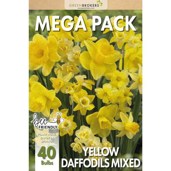 GreenBrokers Big Value Daffodil Bulb Pack – 40 Mixed Premium Dutch Bulbs B1090