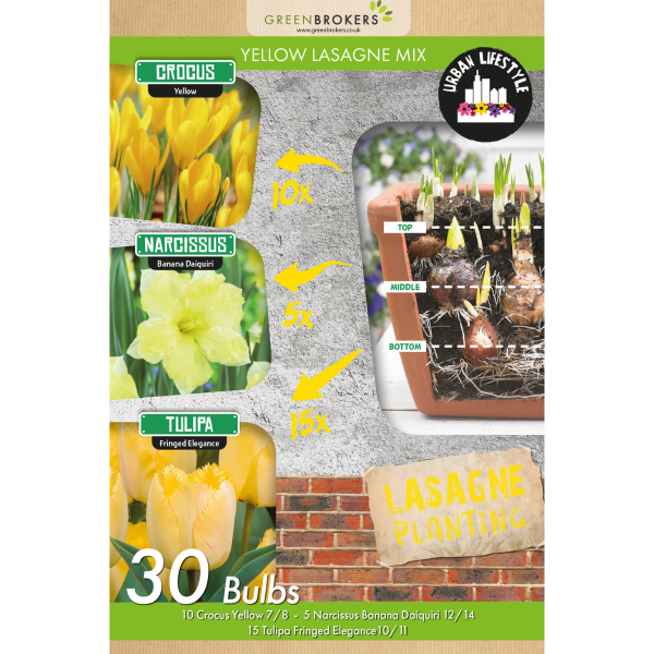 GreenBrokers Yellow Lasagne Bulb Mix – 30 Spring Bulbs, Bee-Friendly B1204