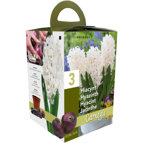 GreenBrokers White Hyacinth Gift Box – 3 Carnegie Bulbs, Pot & Compost B1379
