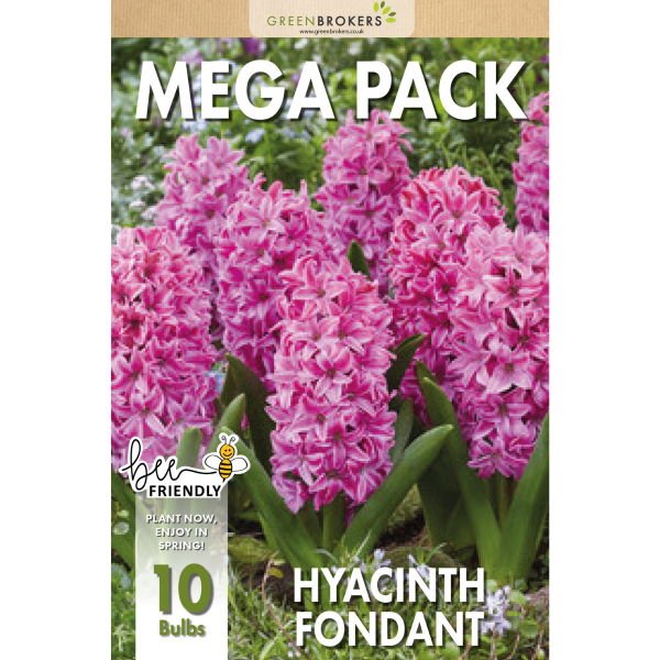 GreenBrokers Fondant Pink Hyacinth Bulbs – 10 Dutch Bulbs, Bee-Friendly Gift Bag B1374