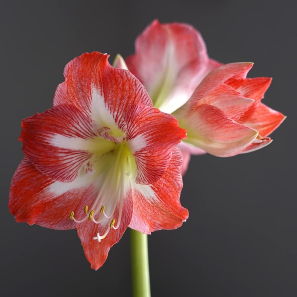GreenBrokers Red & White Amaryllis Gift Kit – Bulb, Pot & Compost B1223