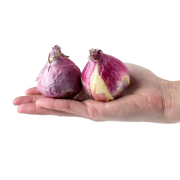 Hyacinth Mega Bag Pink Pearl (10 bulbs) Bee Friendly