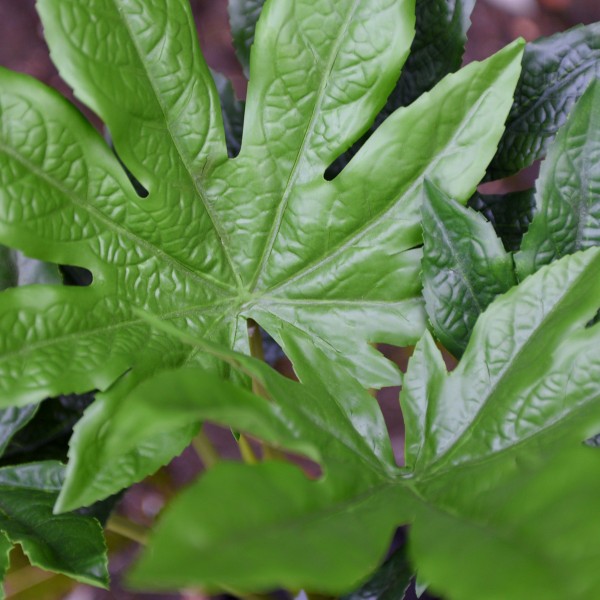 Artificial House Plant 60cm