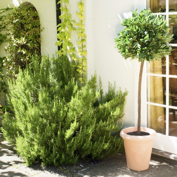 Artificial Premium Quality Bay Tree 152cm/5ft