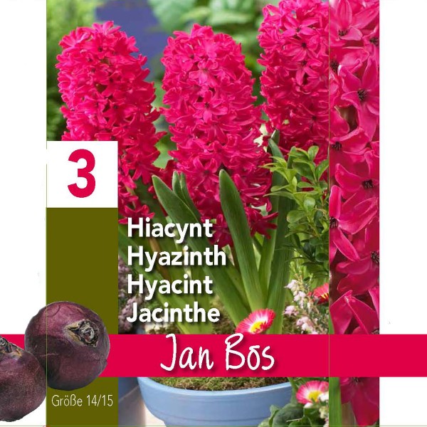 Hyacinth Jan Bos Gift Box (3 Bulbs) Bee Friendly