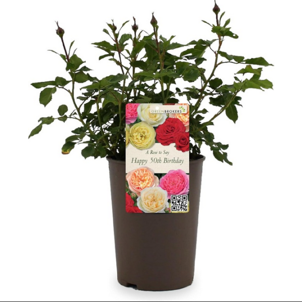 Beautiful Gift Rose - “A Rose to Say Happy 50th Birthday”- Gift Wrapped - 3L Potted - Five Colour Choices 