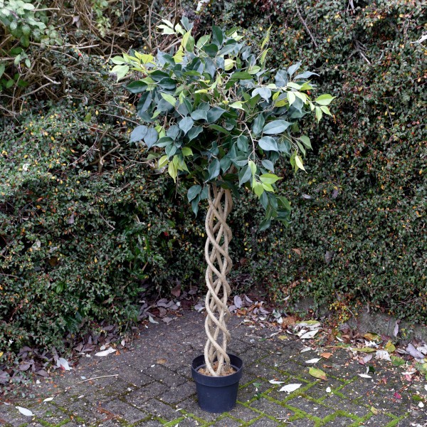 Artificial Ficus Weeping Fig Tree Potted Plant 150cm
