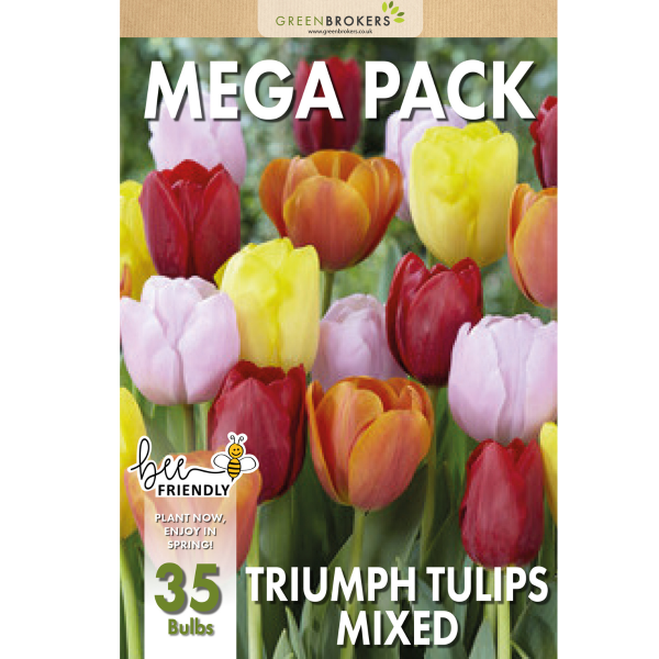 GreenBrokers Big Value Tulip Bulb Pack – 35 Mixed Colour Dutch Bulbs B1089