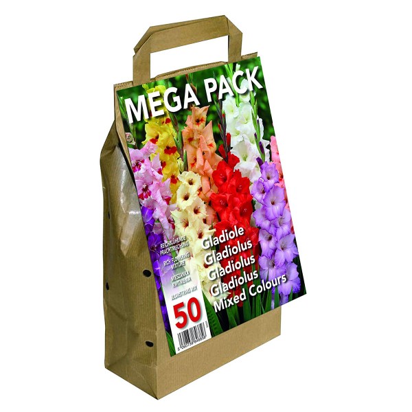 Big Buy MEGA Pack Gladioli 50 Bulbs Mixed Colours