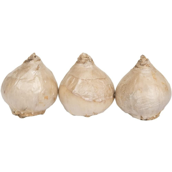 GreenBrokers White Hyacinth Gift Box – 3 Carnegie Bulbs, Pot & Compost B1379