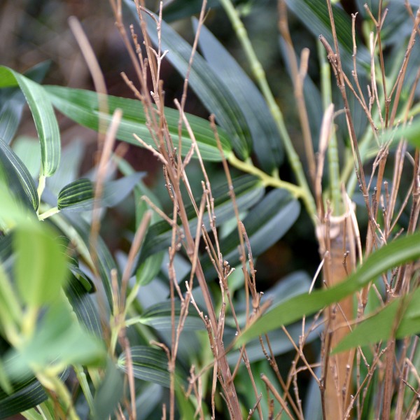 Artificial Bamboo Tree in Pot 180cm