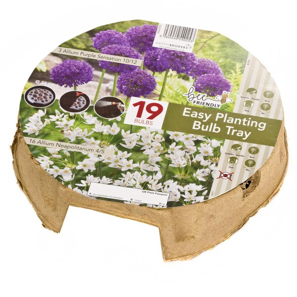 Easy Planting Tray Alliums-Purple & White (19 Bulbs) Bee Friendly