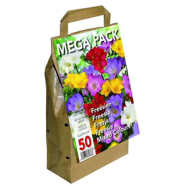 Big Buy MEGA Pack Freesia Mixed Colours (50 Bulbs)