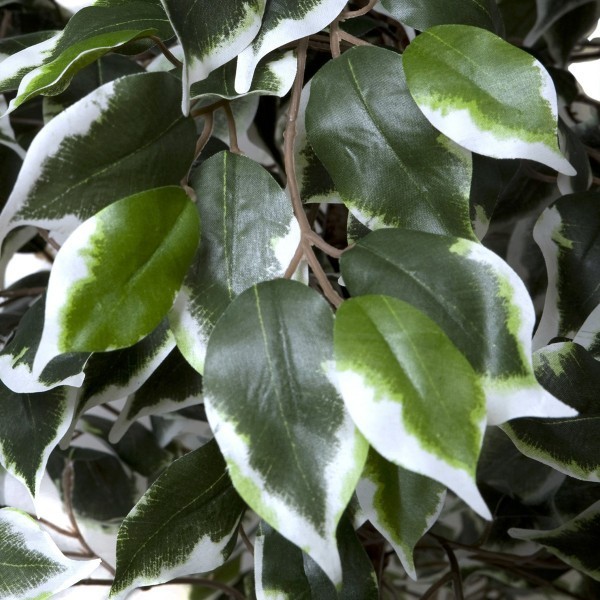 Artificial Variegated Ficus Tree 180cm/6ft - A1272