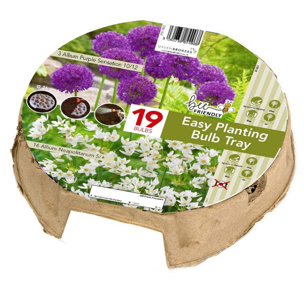 Easy Planting Tray Alliums-Purple & White (19 Bulbs) Bee Friendly