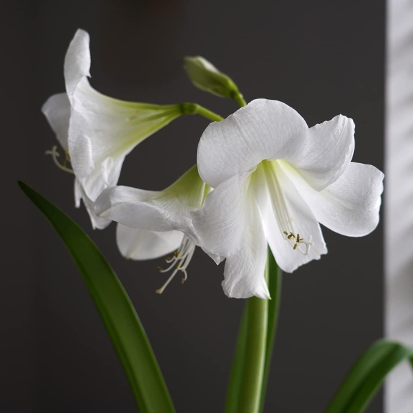 GreenBrokers White Amaryllis Gift Kit – Bulb, Pot & Compost B1224