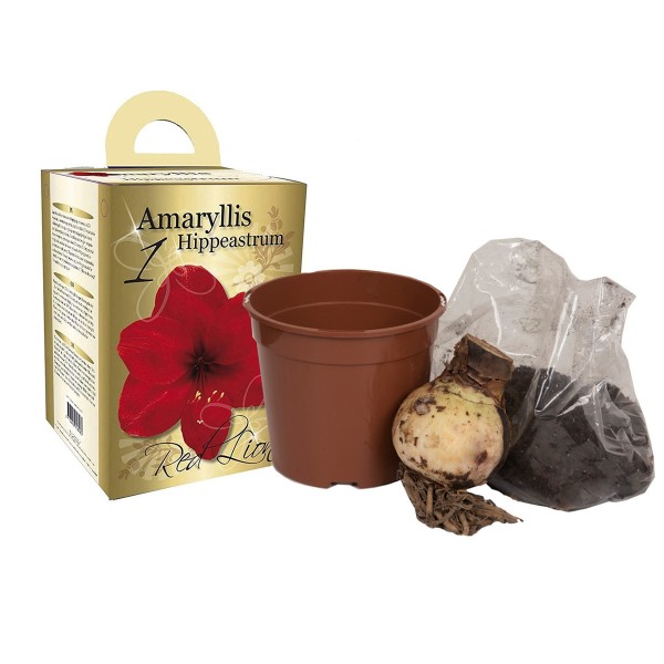 Flowering Red Amaryllis Gift Box includes Potting Compost OUT OF STOCK