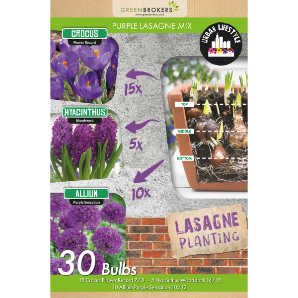 GreenBrokers Purple Lasagne Bulb Mix – 30 Spring Bulbs, Bee-Friendly B1202