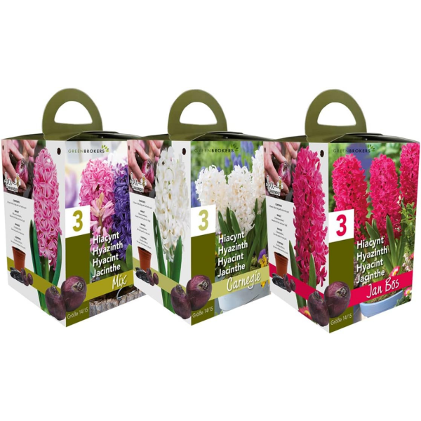 GreenBrokers Pink Hyacinth Gift Box – Jan Bos (3 Bulbs),  Pot & Compost B1380