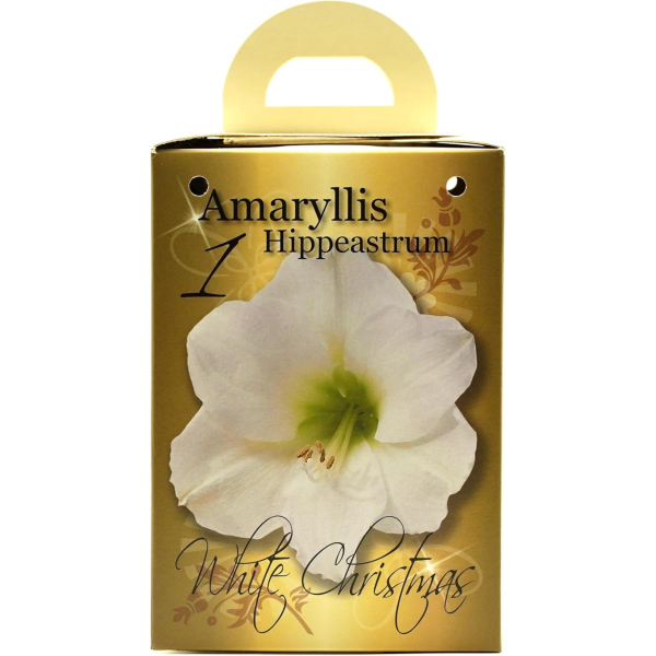 GreenBrokers White Amaryllis Gift Kit – Bulb, Pot & Compost B1224