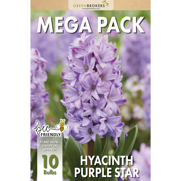 GreenBrokers Purple Hyacinth Bulbs – Purple Star (10 Pack), Bee-Friendly Pack B1377