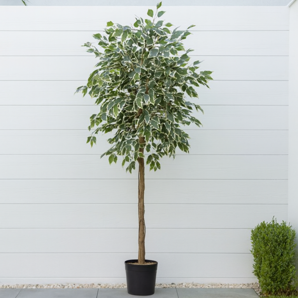 Artificial Variegated Ficus Tree 180cm/6ft - GB1272