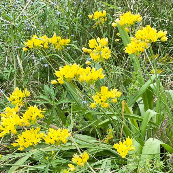 Yellow Colour Collection Summer Flowering Bulbs (50 Bulbs) - GB1310