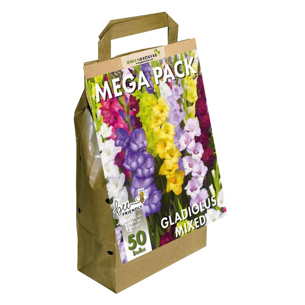 Big Buy MEGA Summer Pack Gladioli Mixed Colours (50 Bulbs) - GB1303