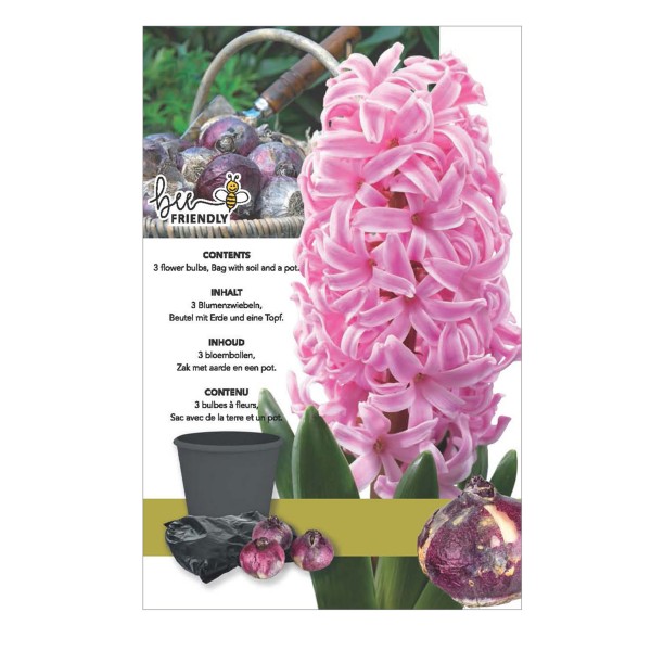 Hyacinth Mix Gift Box (3 Bulbs) Bee Friendly OUT OF STOCK
